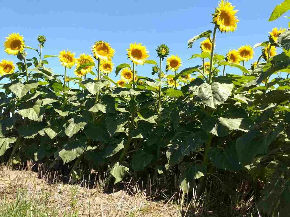 El girasol entre bueno y regular en Entre Ríos