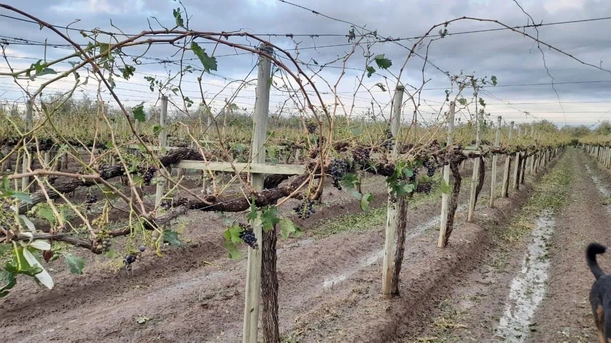 En siete minutos una granizada destruyó este jueves viñedos del Este mendocino
