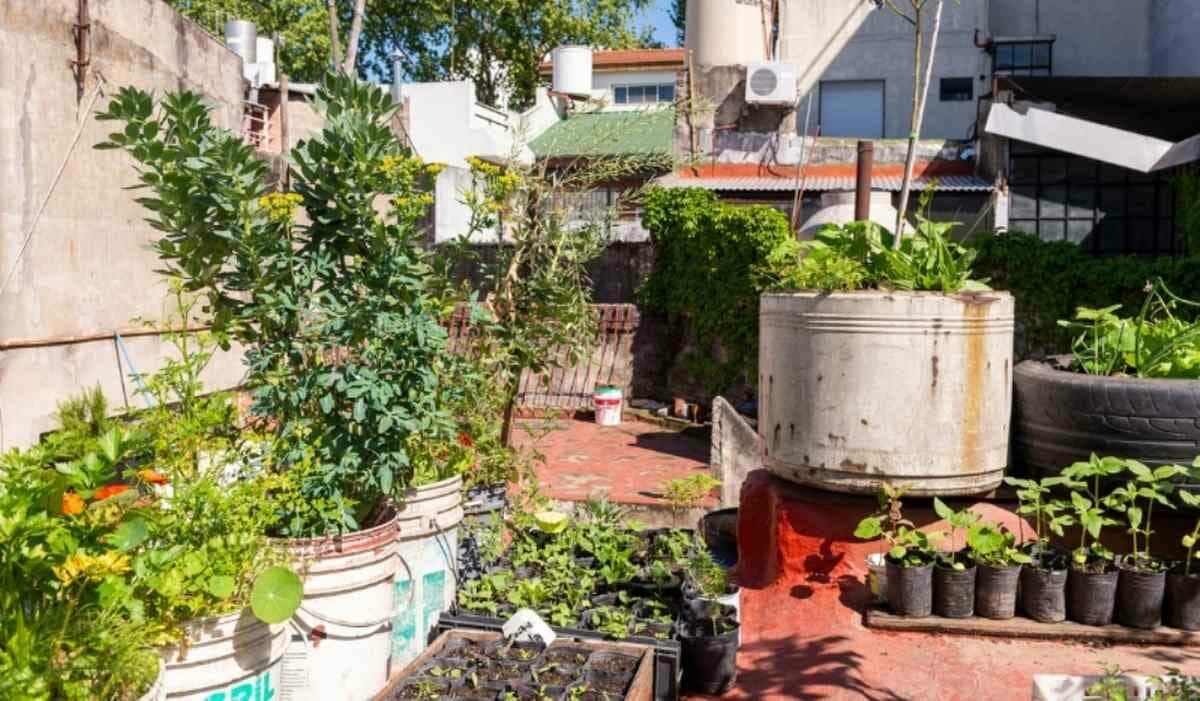 Huerta urbana: ¿Cómo producir alimentos durante todo el año?