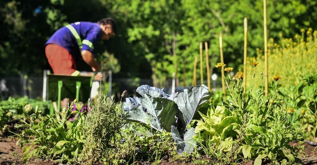 Por precio y calidad, el consumo de frutas y hortalizas de proximidad está en pleno auge