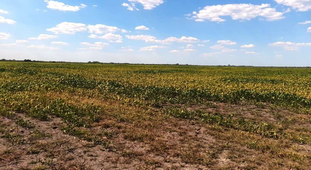 Productores cordobeses afectados por sequía piden ayuda a la Nación