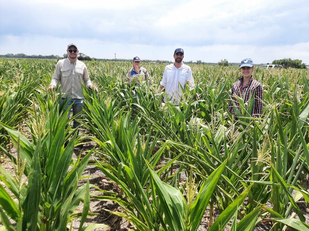 Parece agave pero es maíz. Cómo el déficit hídrico acorta los entrenudos en el cultivo