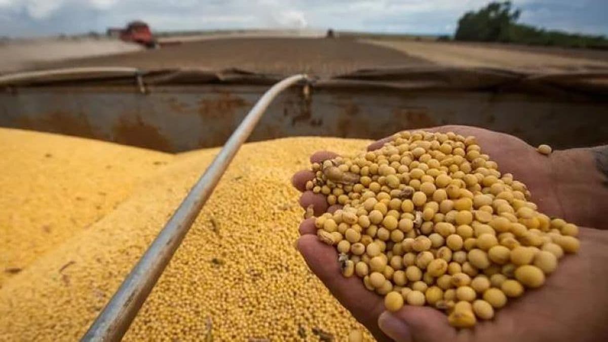 Entidades del campo en contra de los cambios en la ley de semillas