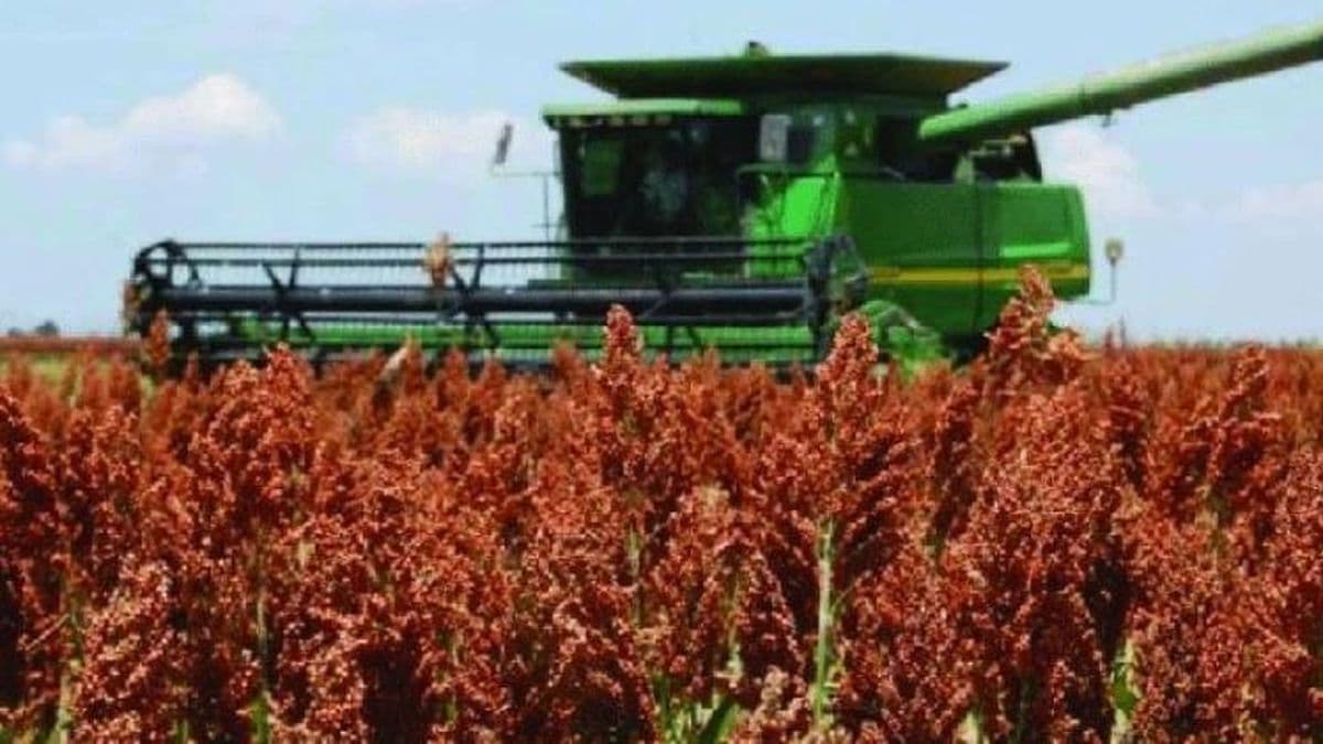 Sorgo: fortalezas y debilidades del cultivo