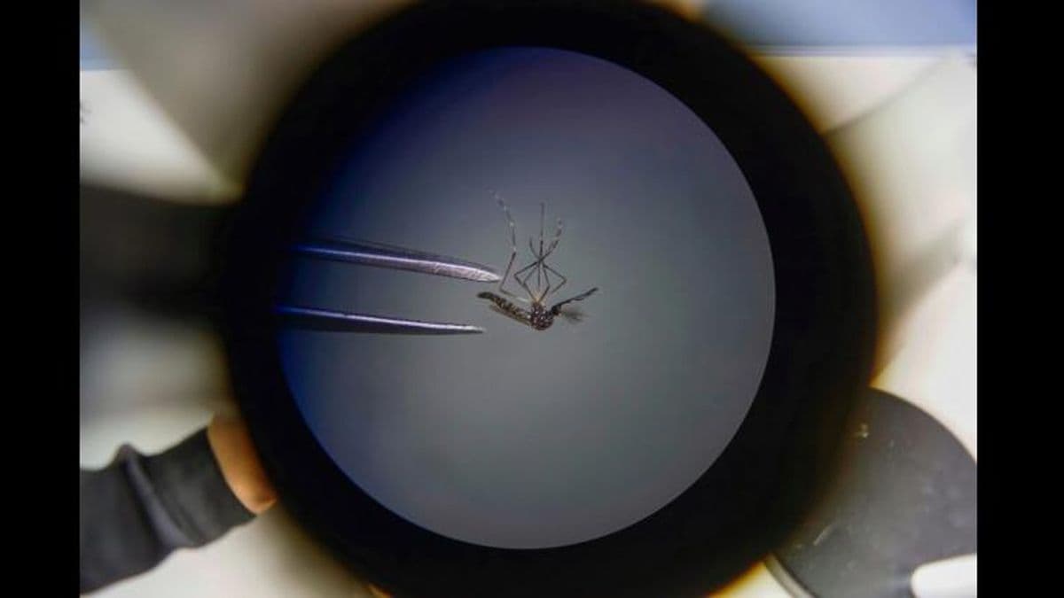 Dengue: los casos en provincia ya superan los 3.000 y piden continuar con la prevención pese al frío