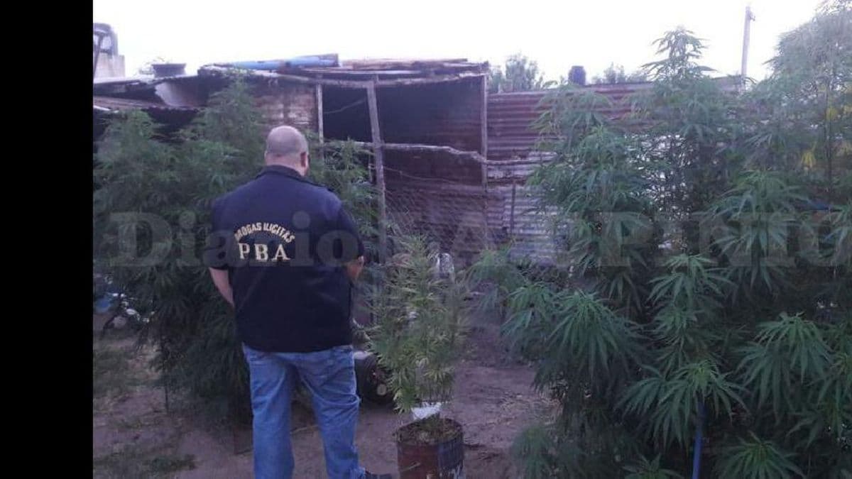 Secuestraron plantas de marihuana de más de 2 metros en Colón