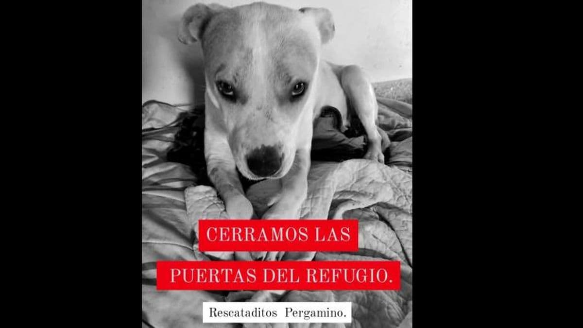 La ONG "Rescataditos Pergamino" cierra por falta de lugar para tener a los perros y apelan a la solidaridad de la población
