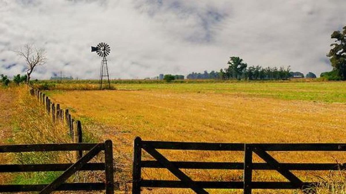 Sostenida demanda de alquileres de campos en Pergamino y la zona