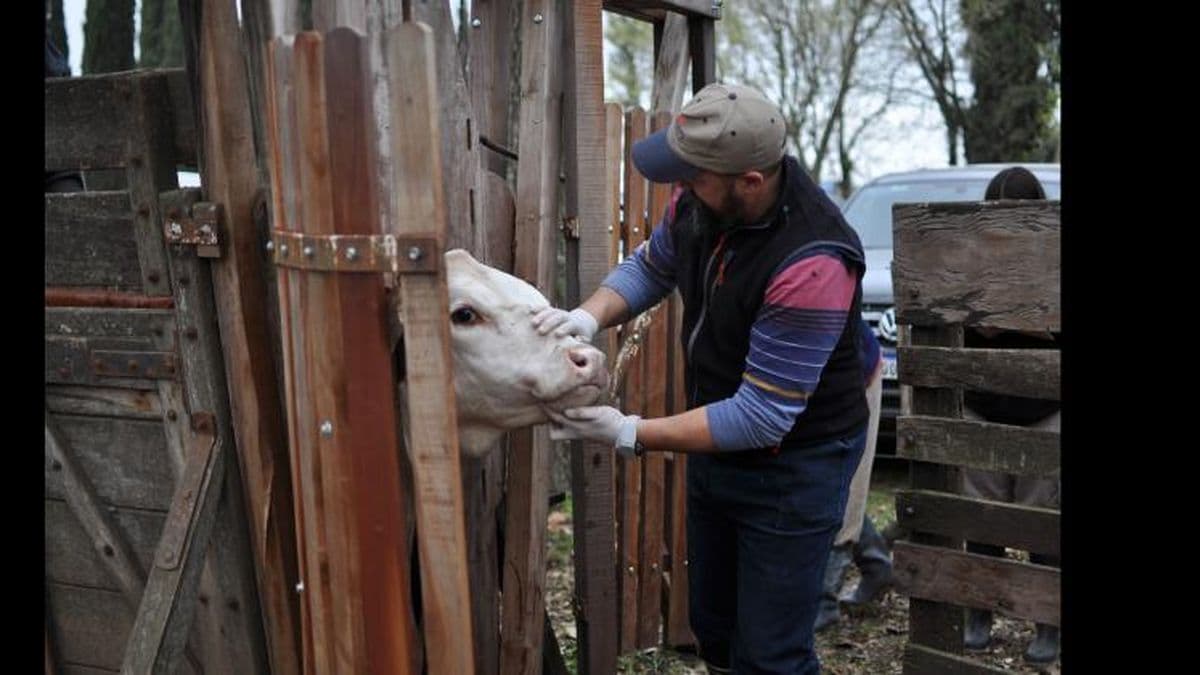 Qué atractivos ofrece la segunda jornada de la Expo Rural de Pergamino