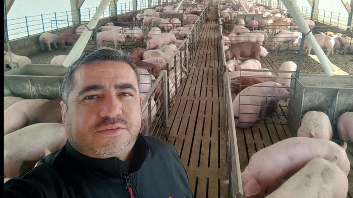 El sector porcino está en caída libre