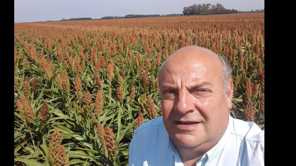 Por efecto chicharrita, se acelera la demanda de semillas de sorgo