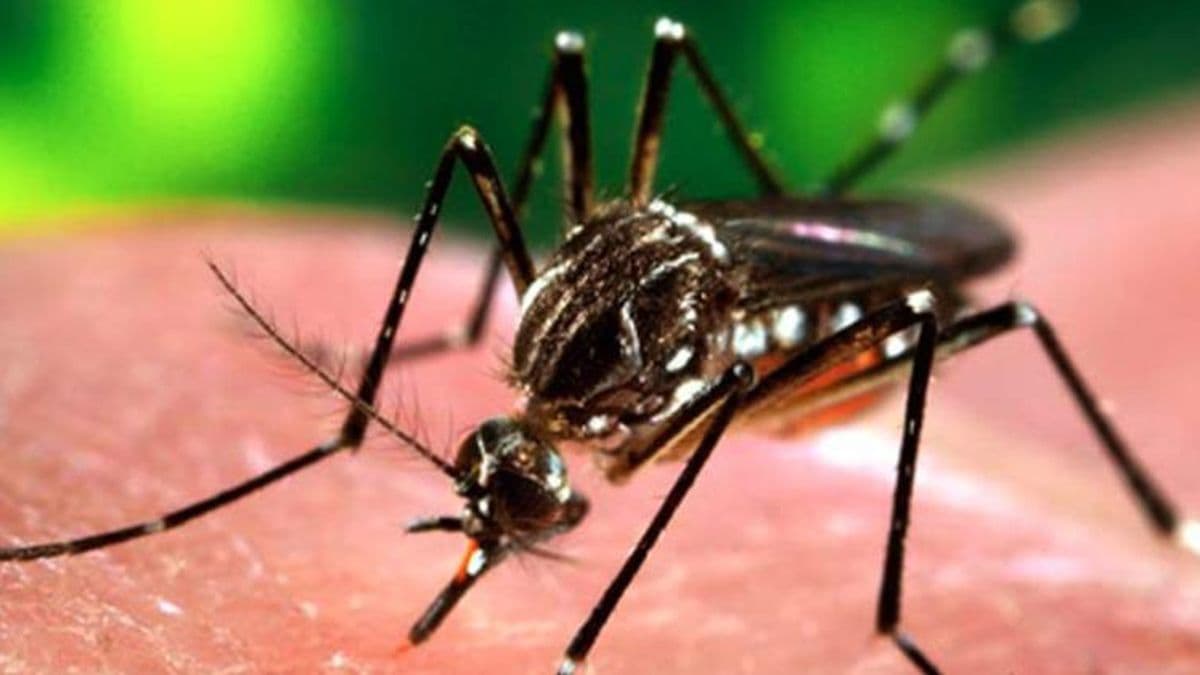 Instan a la población a extremar las medidas para evitar casos de dengue en Pergamino