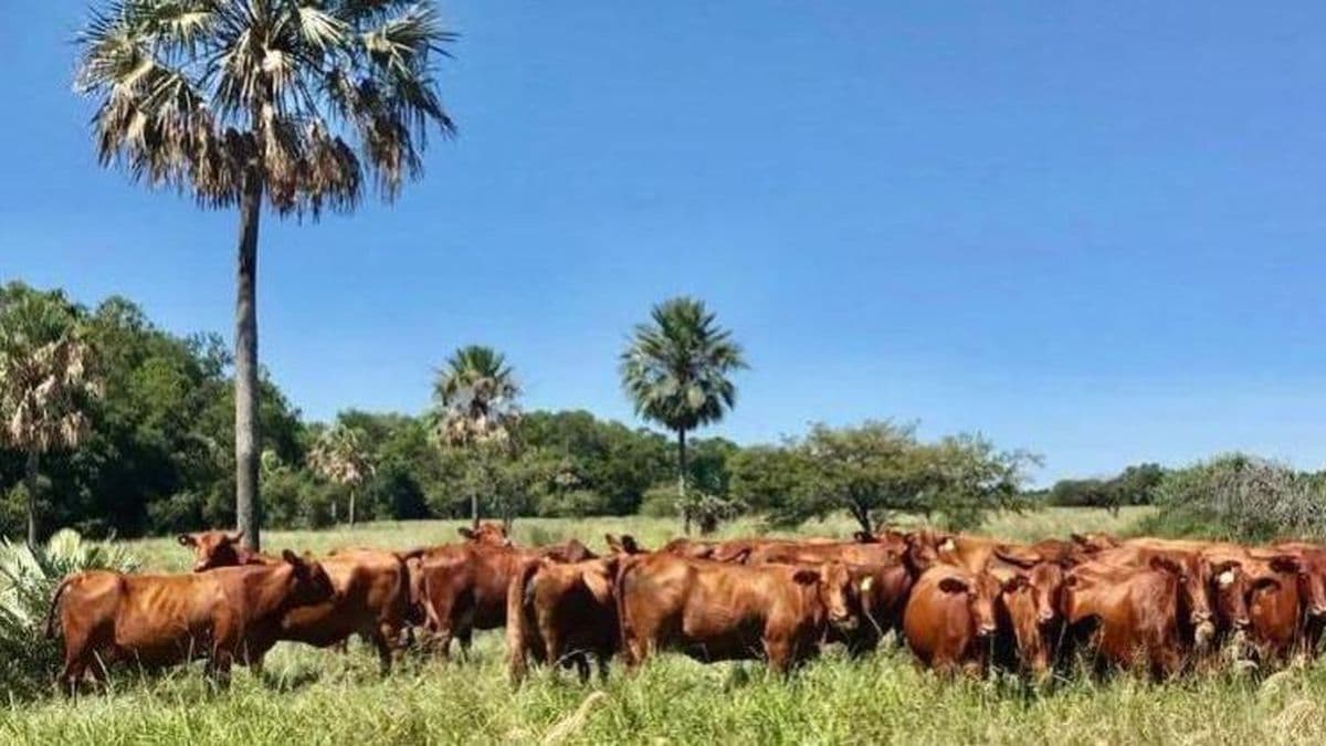Tendencia ganadera: la suba de precios activó la retención de hacienda