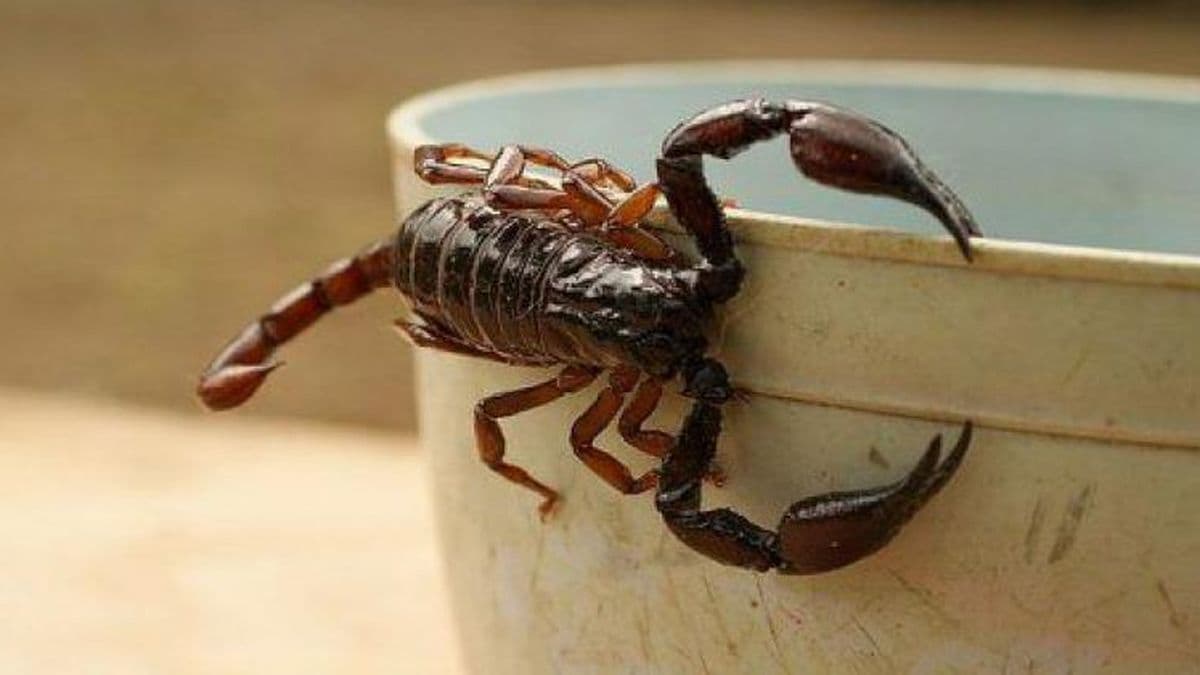 Presencia de alacranes: cómo se pueden hacer los reclamos y qué se debe tener en cuenta