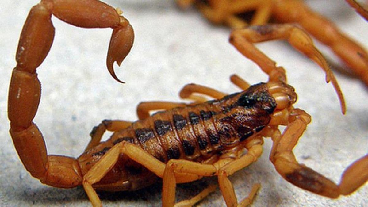Alacranes en viviendas: piden a la población extremar los cuidados