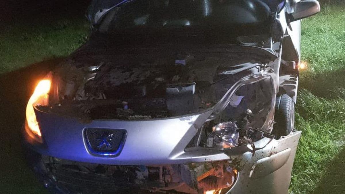 Terneros sueltos provocaron un siniestro vial en la ruta 51 a la altura de La Violeta