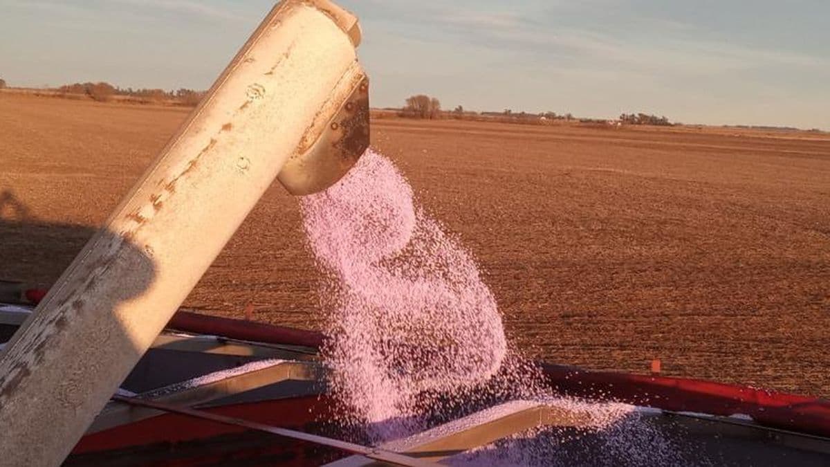 Fertilización: Clave para la rentabilidad en la campaña gruesa 2024/25