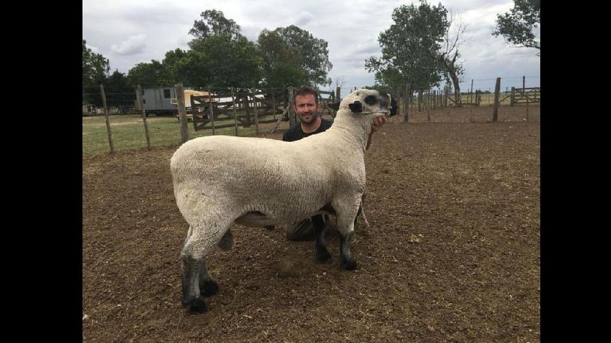 La Cabaña Don Jerónimo exportó genética Hampshire a Brasil