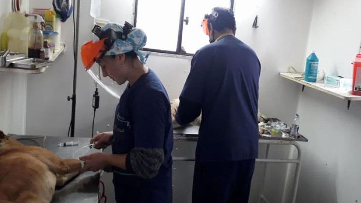 El móvil de castración y vacunación de mascotas recorre los barrios