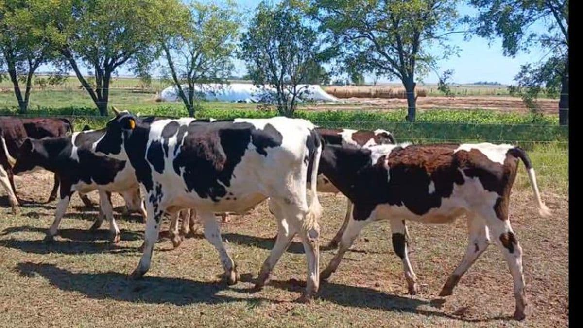Robaron un ternero de la Agrotécnica y hallaron los restos del animal faenado