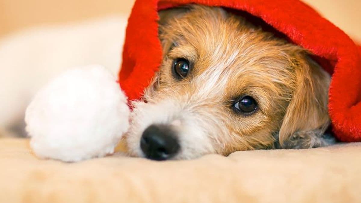 A tener en cuenta: este miércoles habrá guardia veterinaria