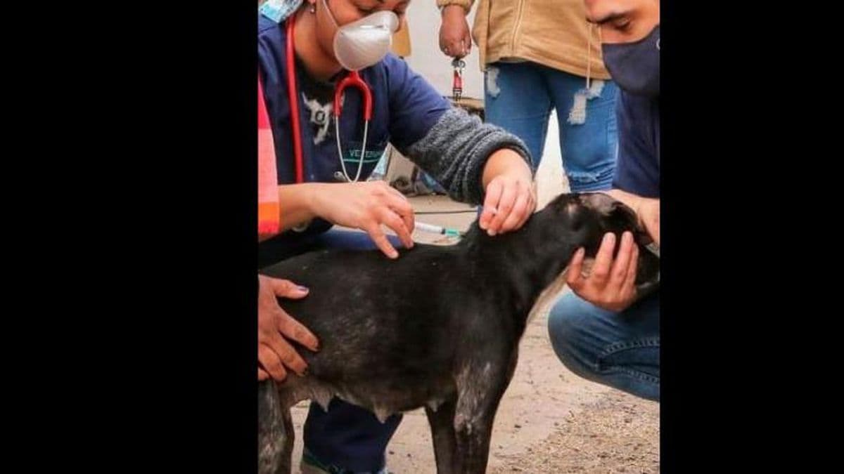 Comienza un nuevo programa de castración y vacunación gratuita