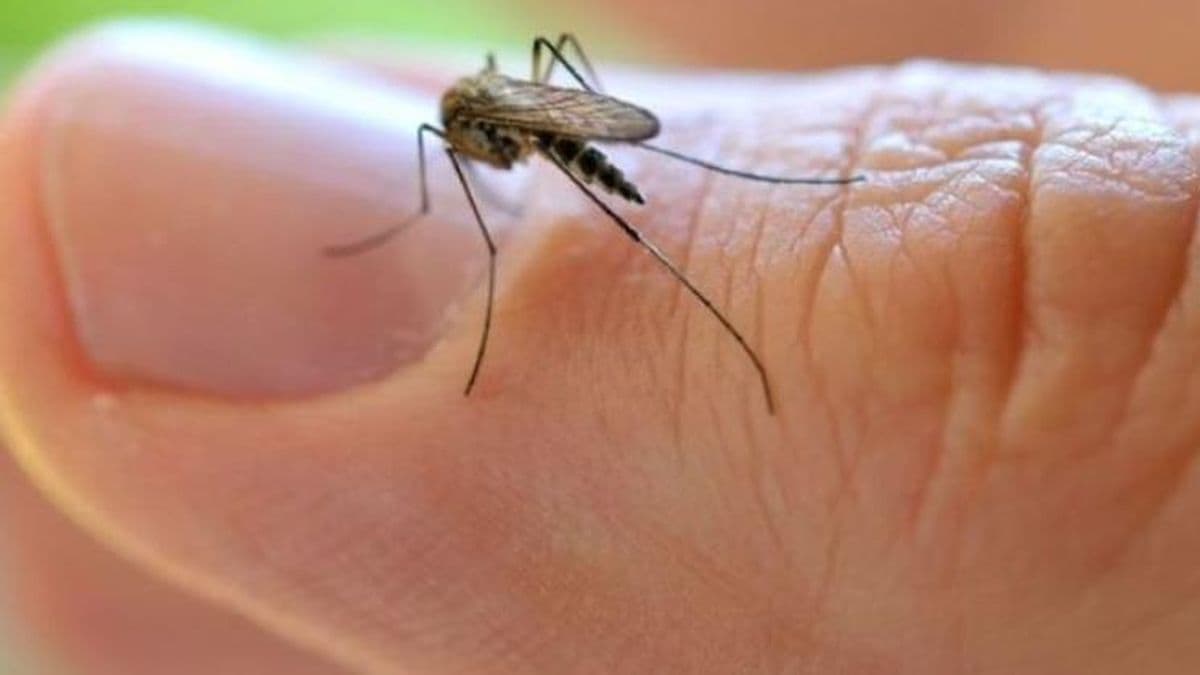 Invasión de mosquitos en Pergamino: más molestos que peligrosos