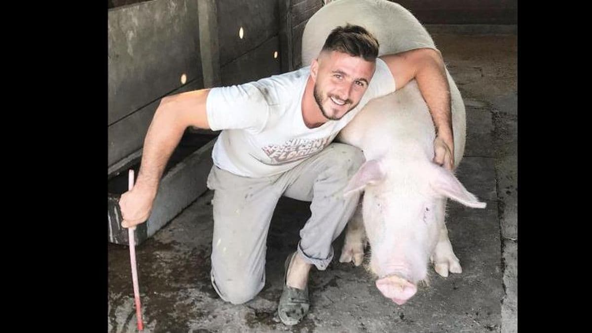 La producción porcina quedó en jaque por los bajos precios
