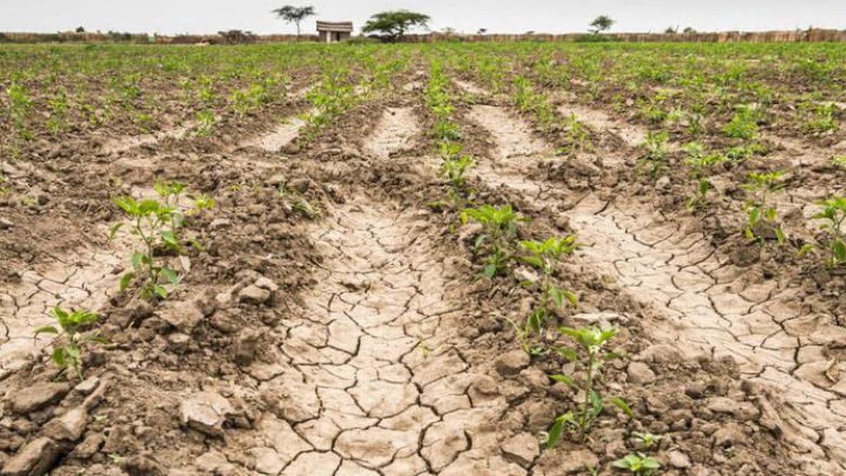 Productores agropecuarios afectados por la sequía tienen tiempo hasta el 23 de diciembre para presentar la declaración jurada
