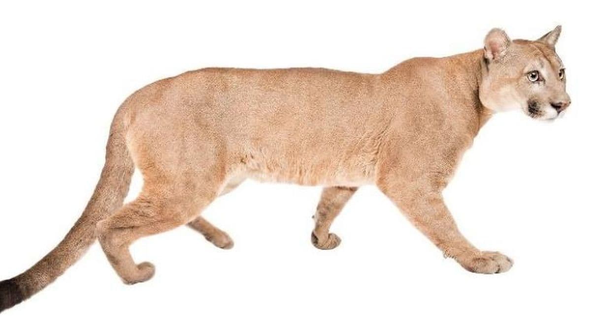 Un vecino de Pinzón se cruzó a un puma y alertó a sus conocidos en redes sociales