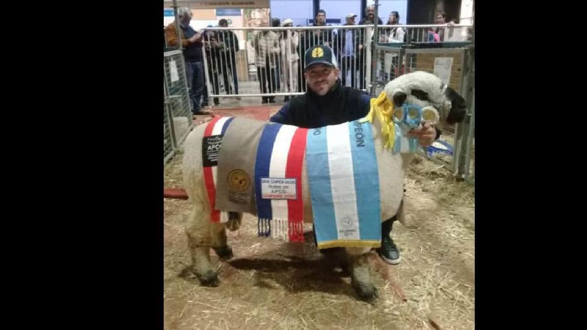 Jorge Linares ganó el Gran Campeón Macho de Hampshire Down en Palermo