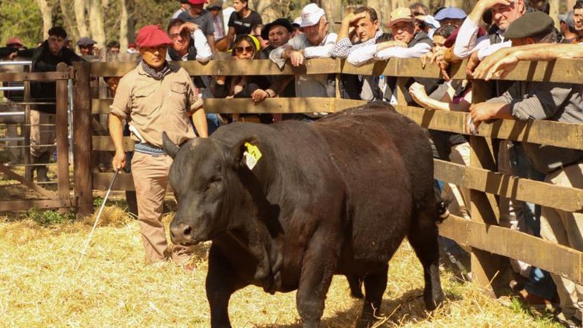 Las cabañas "De Buena Clase" realizarán su tradicional subasta de toros y vientres