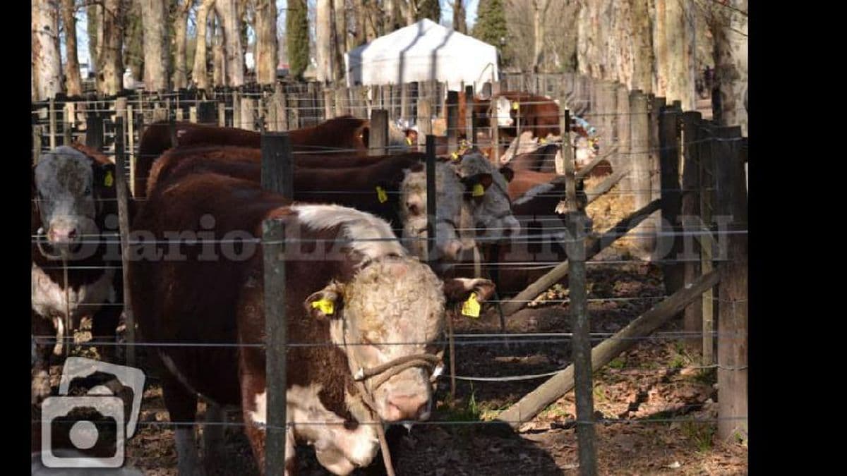 Con clima favorable comenzó la 81ª Exposición Rural