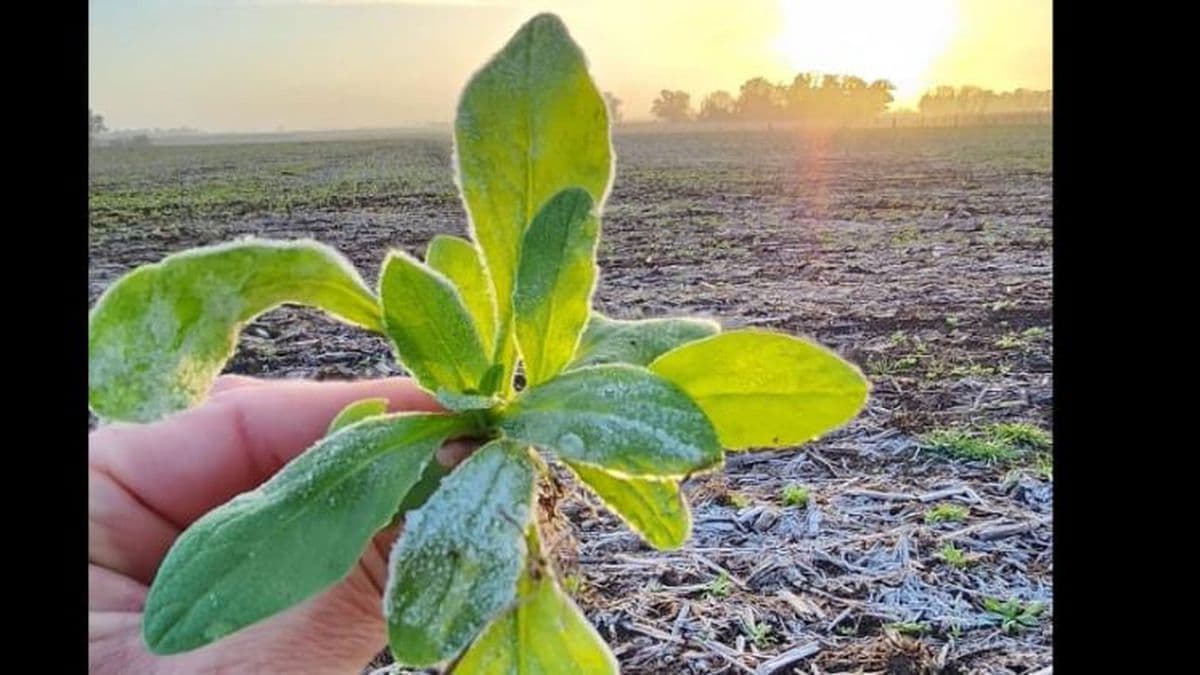 La camelina gana espacio por sus bondades en la zona núcleo