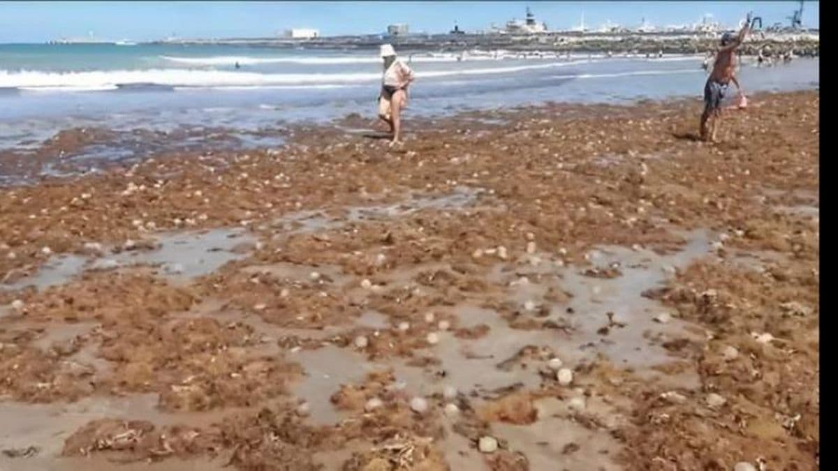 Sorpresa en las playas marplatenses: tras la tormenta, se llenaron de algas y "huevos" de caracoles