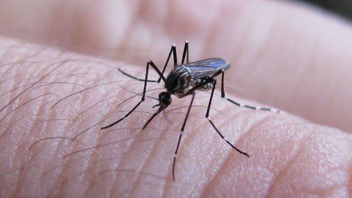 Dengue: Sin brotes y sin vacunas en el interior bonaerense
