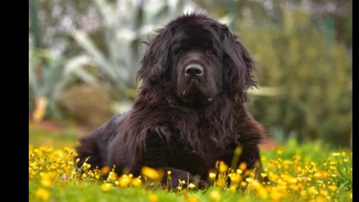 Río Negro: un hombre fue condenado por matar a un perro a patadas