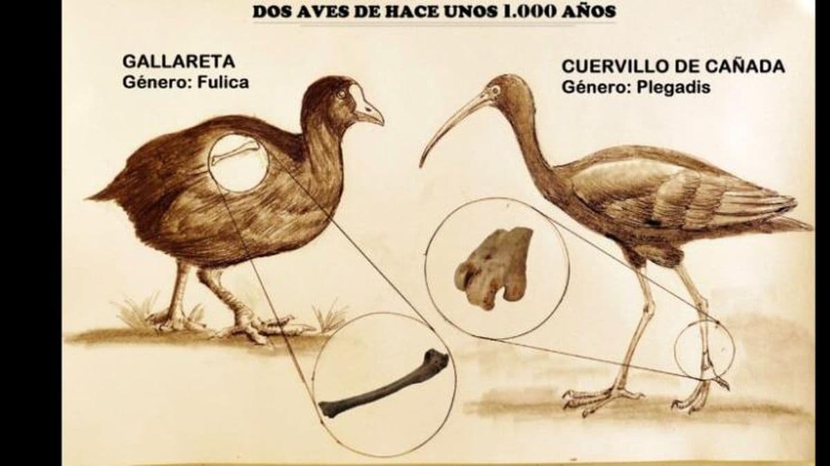 San Pedro: hallan fósiles de una gallareta y un cuervillo de cañada de gran importancia para la ciencia