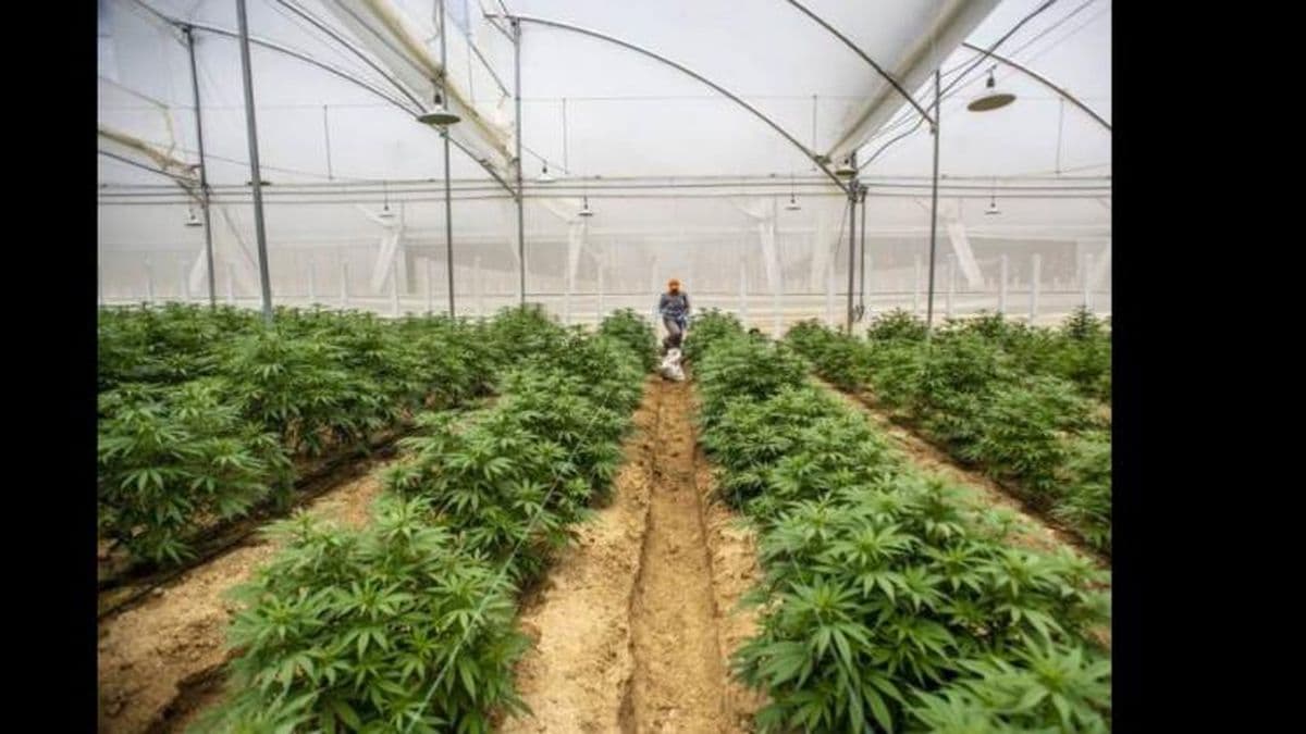Robaron más de 50 plantas de cannabis de un invernáculo del Inta local
