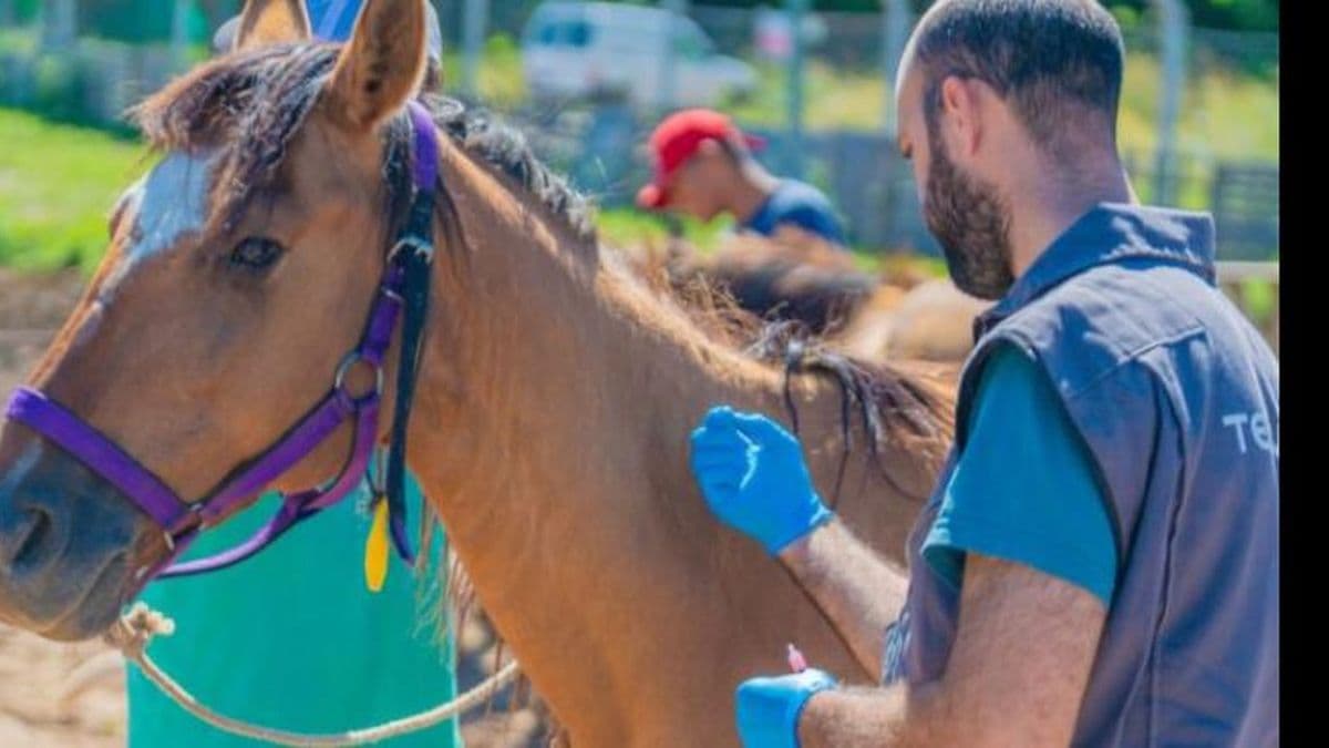 Encefalitis Equina en humanos: ya hay casos confirmados en 30 municipios bonaerenses