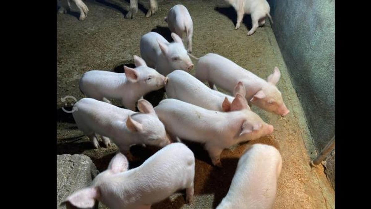 Un productor investigó el robo de sus lechones y logró una condena