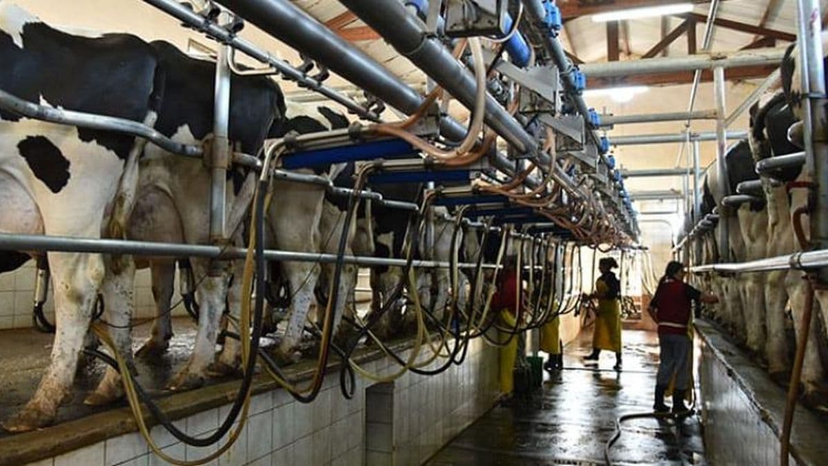 Nuevos créditos impulsan la producción de leche