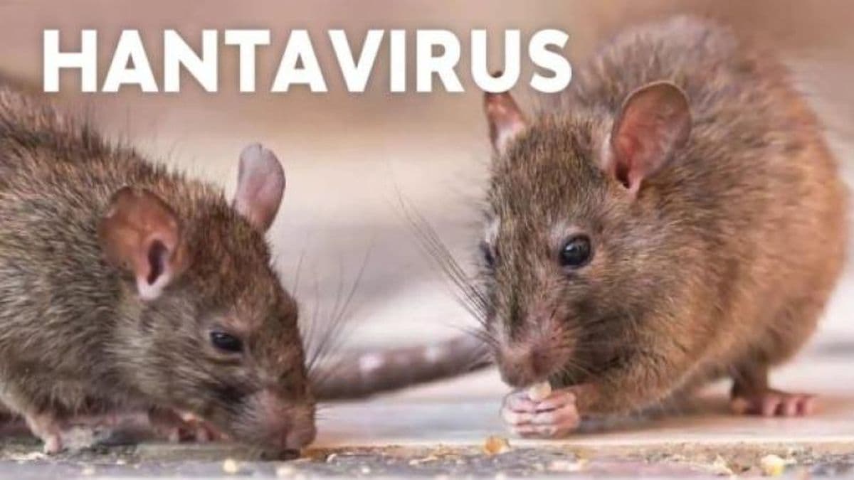 Alerta en La Plata, Berisso y Pergamino: Detectan cinco casos de hantavirus y un fallecido