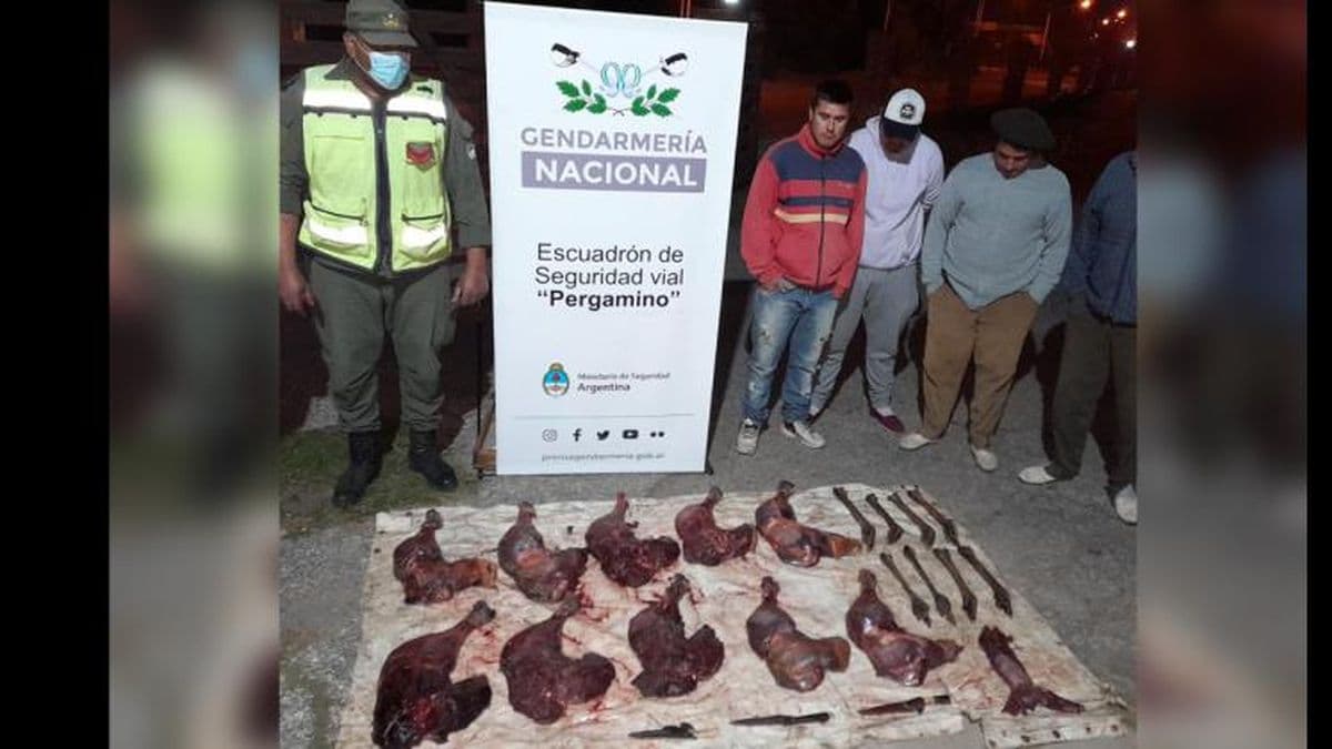 Gendarmería Nacional Pergamino detuvo a unos cazadores con carne de ñandú y liebre