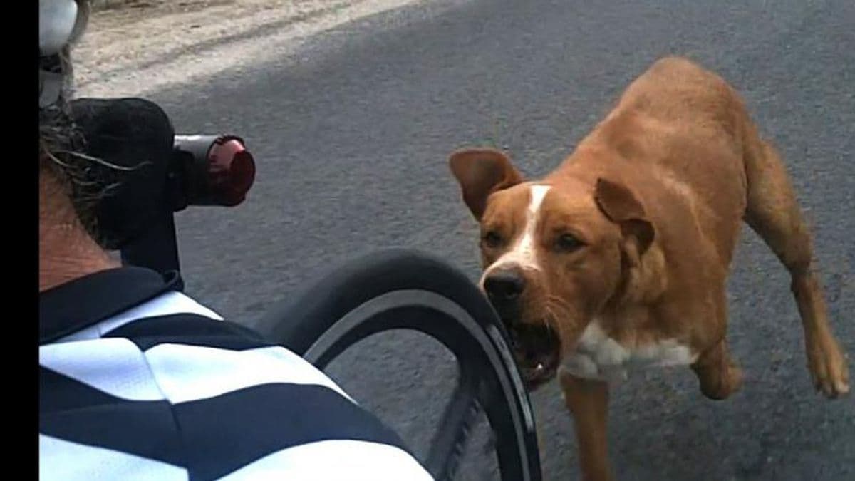 Aumentaron las denuncias por perros mordedores en la calle