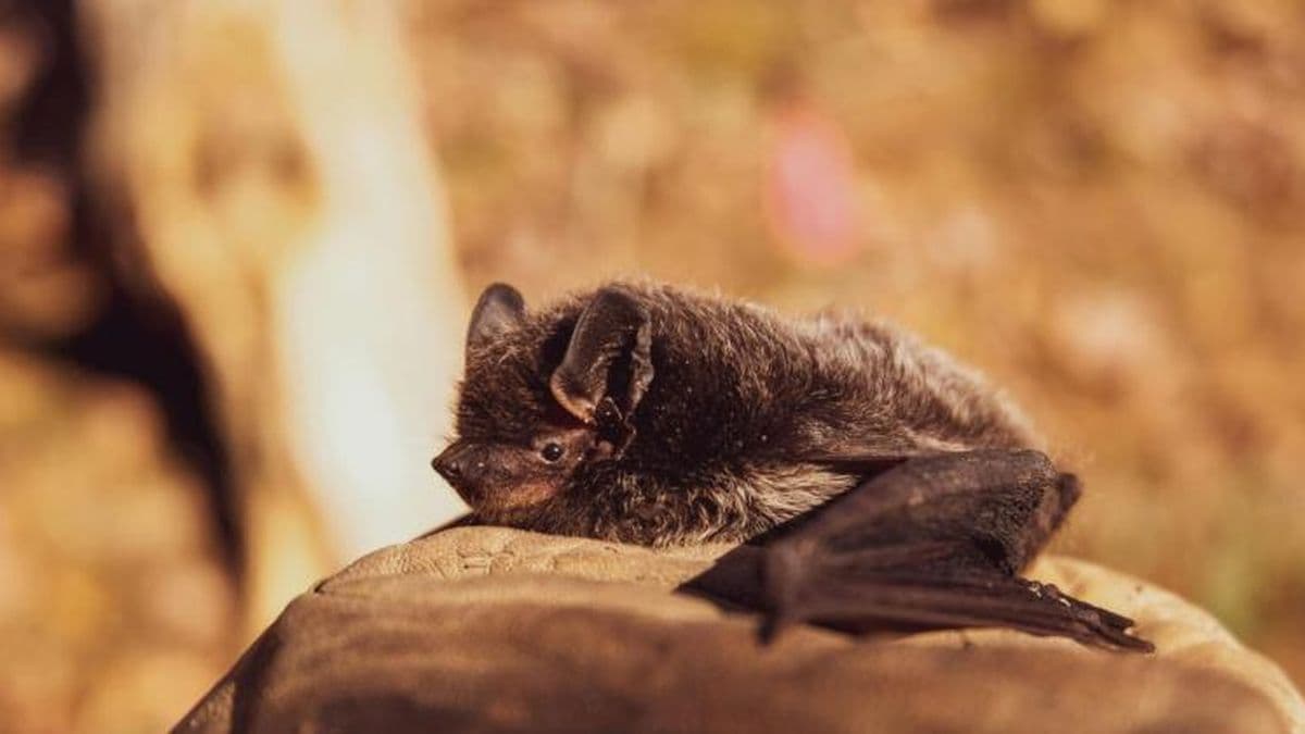 Hallaron un murciélago con rabia en un domicilio del barrio Trocha