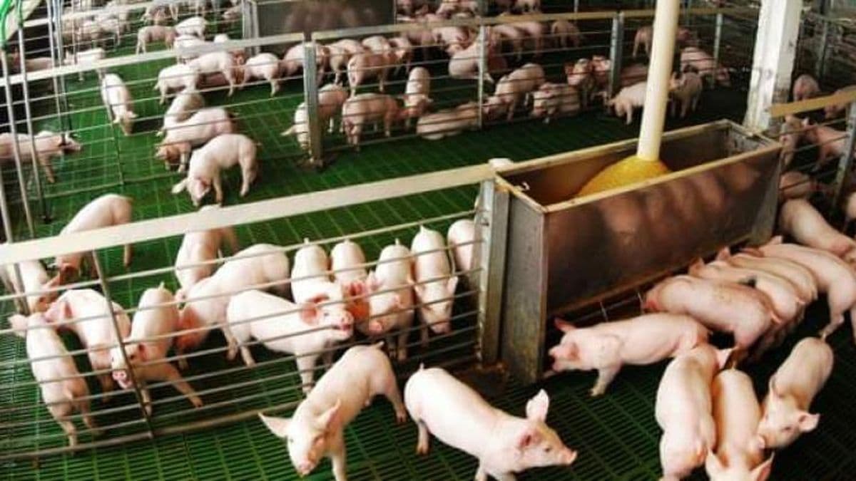 Cómo prevenir el estrés calórico en granjas de producción porcina