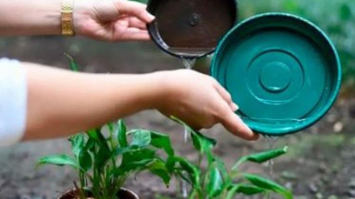 Prevención del Dengue: acciones necesarias después de las lluvias