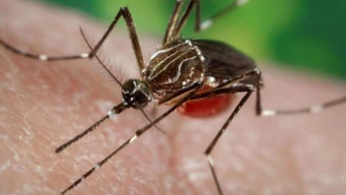 Chikungunya en la Provincia: hay más de 500 casos y 19 municipios "en brote"