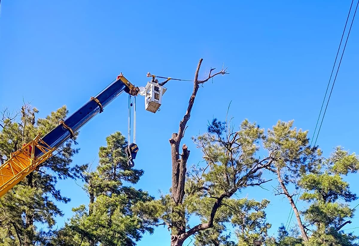 Plaza 25 de mayo: Poda de limpieza de las casuarinas